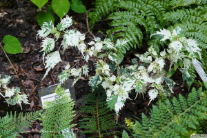 Boehmeria spicata Chantilly       